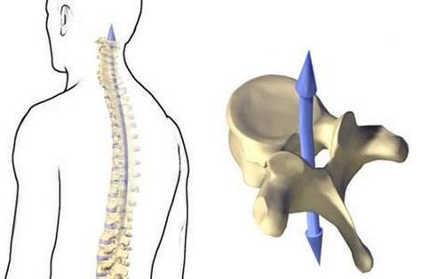 Cómo funciona la columna vertebral